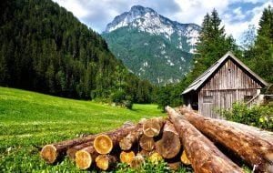 Brown Logs on Grass Field