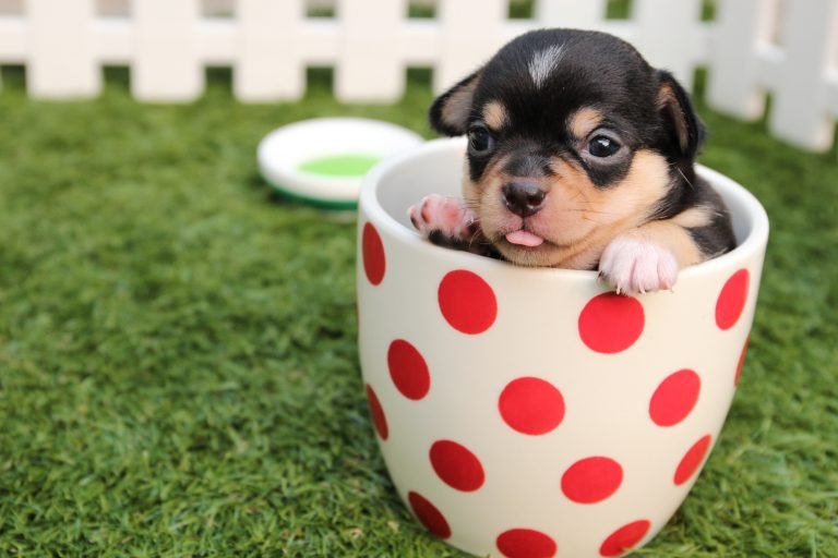 Brown Puppy in White And Red Polka scaled