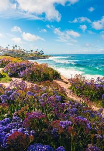 Flowers Blooming Near Shore