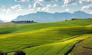 Green Field