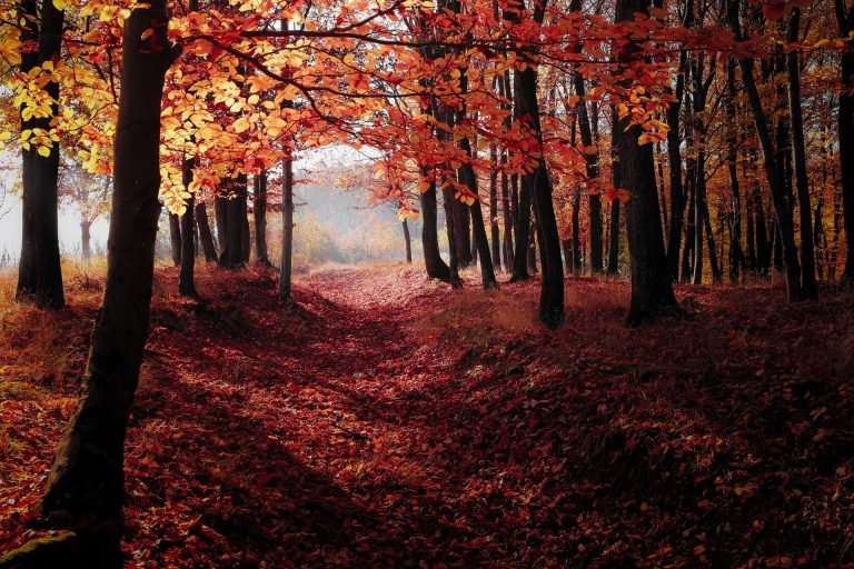 Red Autumn Trees 2