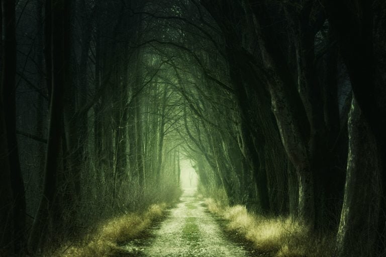 Tree Tunnel at Daytime scaled