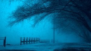 Wooden Fence Under Leafless Tree scaled