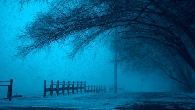 Wooden Fence Under Leafless Tree scaled