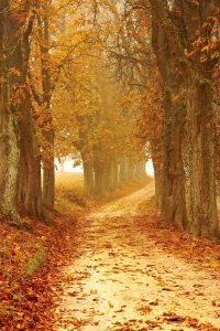 autumn nature Leaves on Ground