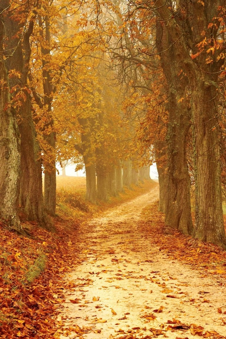autumn nature Leaves on Ground