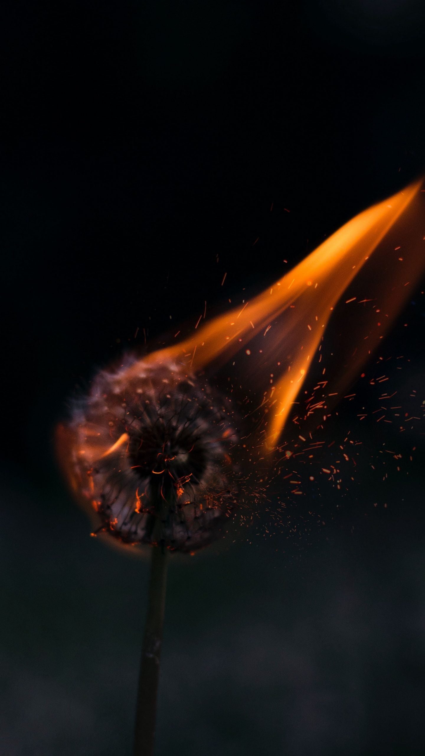 dandelion fire sparks 120687 2160x3840 scaled