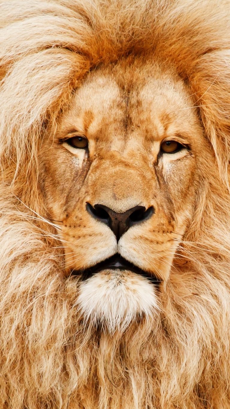 lion