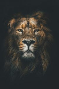 lion muzzle mane loок wallpaper preview