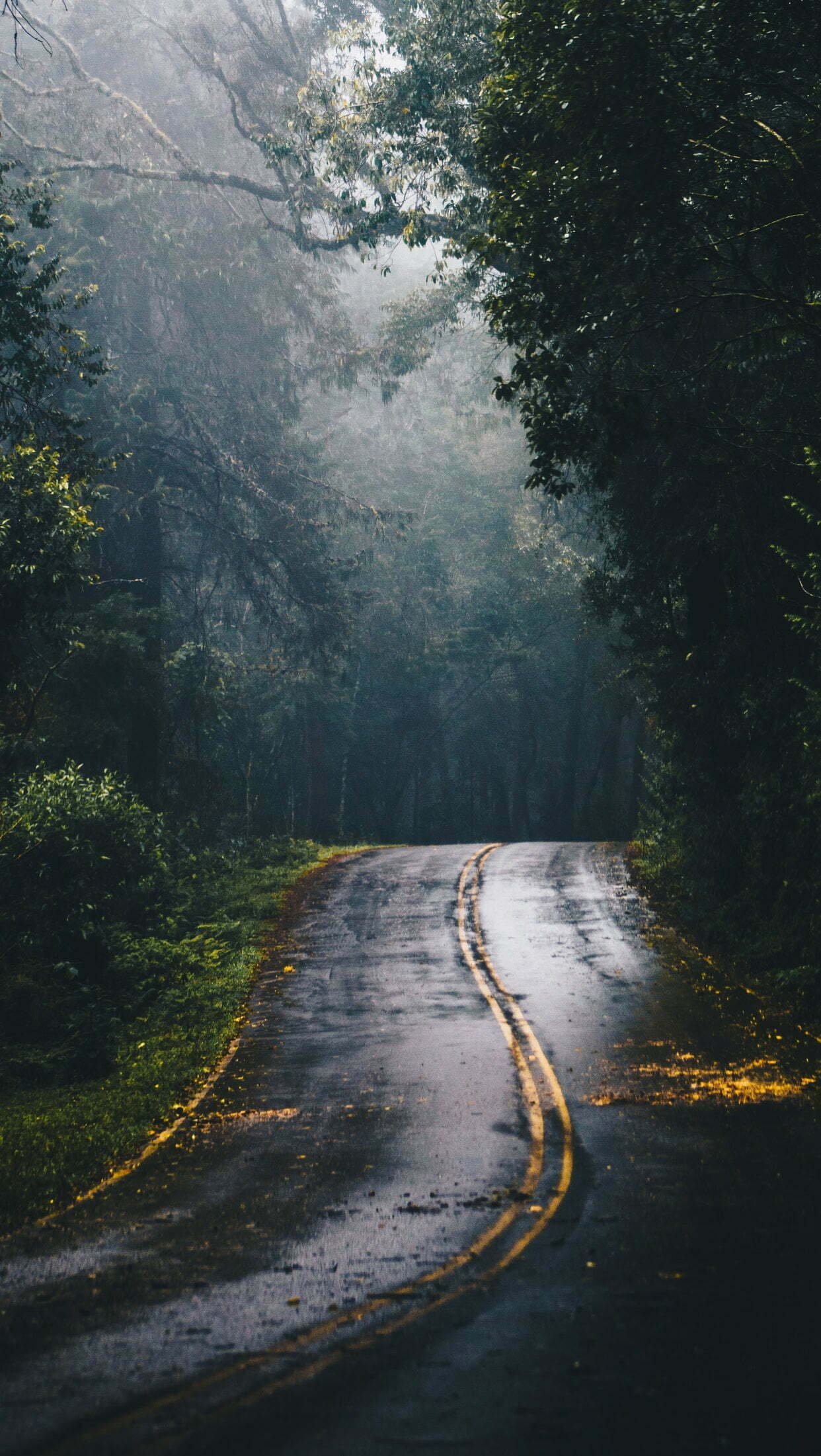 Road in the middle of jungle during wallpaper - WallpapersUpdate