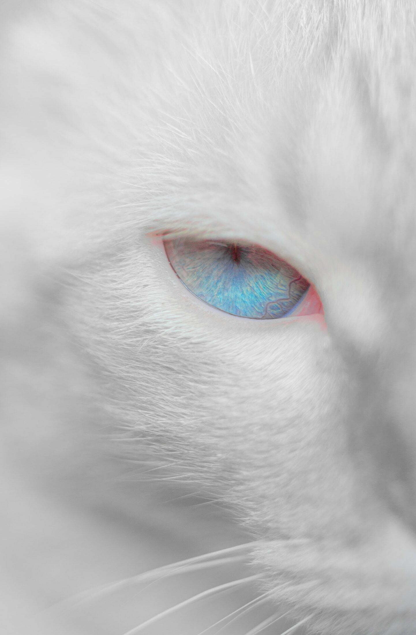 White cat with bright blue eyes wallpaper for phone - WallpapersUpdate