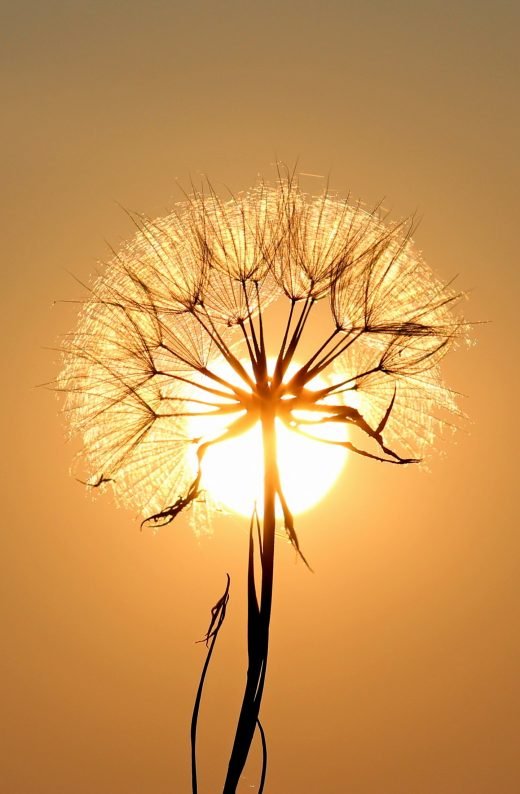 White dandelion flower wallpaper for phone - WallpapersUpdate