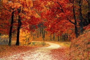 pixabay 33109