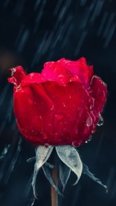 rose rain drops 133566 1440x2560