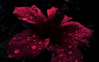 231455 iphone wallpaper petal black red flower light pink