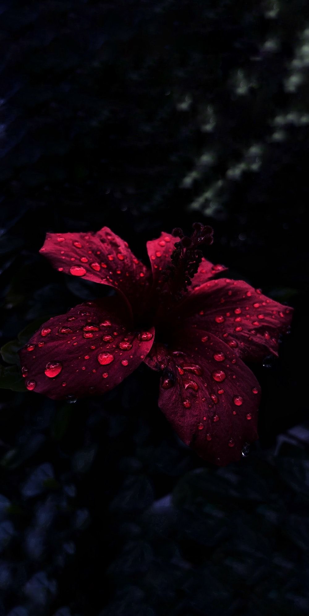 231455 iphone wallpaper petal black red flower light pink