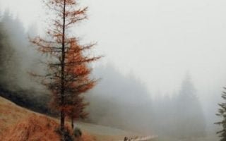 A Foggy Autumn Morning wallpaper phone