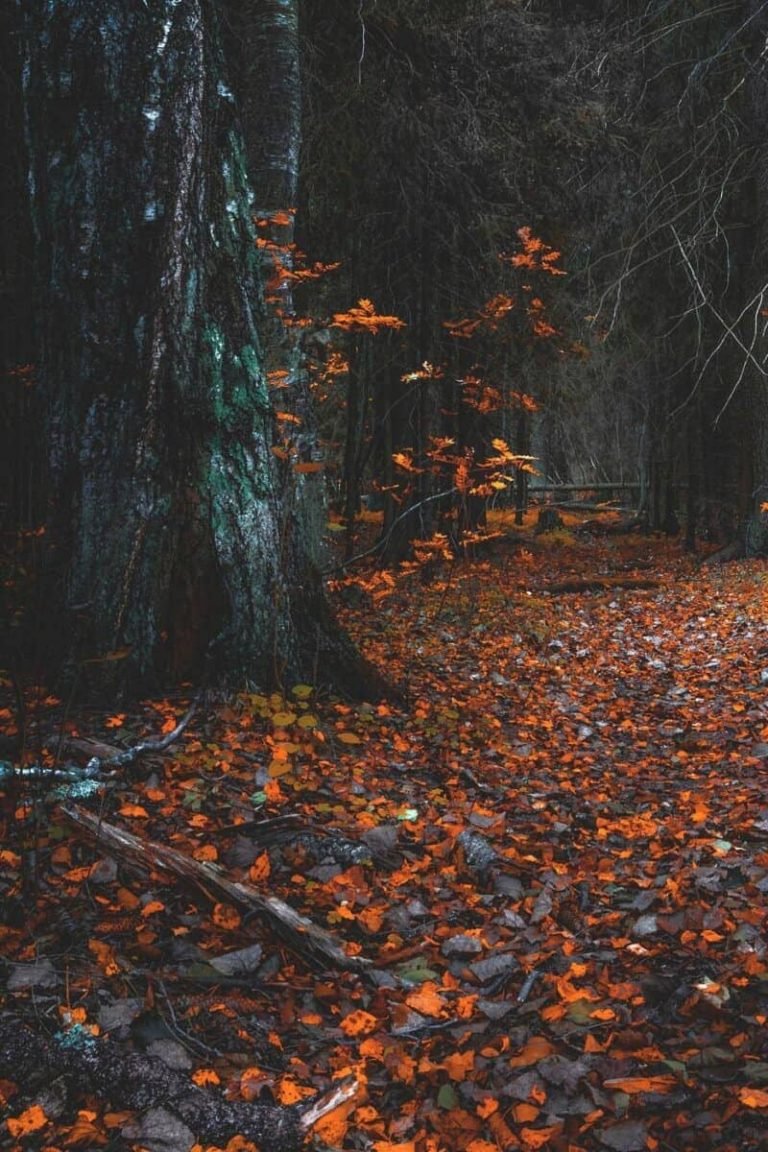 AUTUMN PHONE WALLPAPER