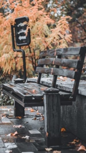 An Aesthetic Bench With Orange Leaves wallpaper