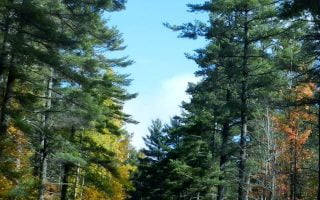 Autumn Back Road iphone wallpaper