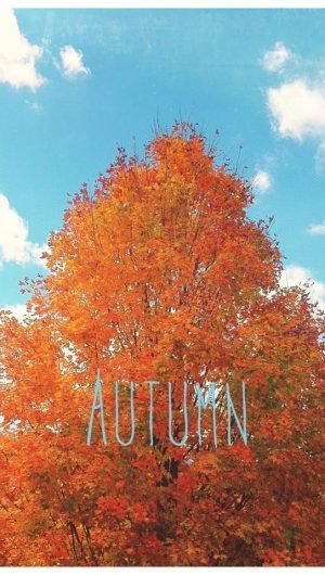Autumn iPhone wallpaper