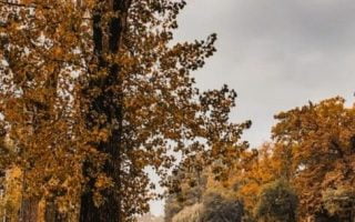 Autumn in the Park Overlooking the Lake wallpaper
