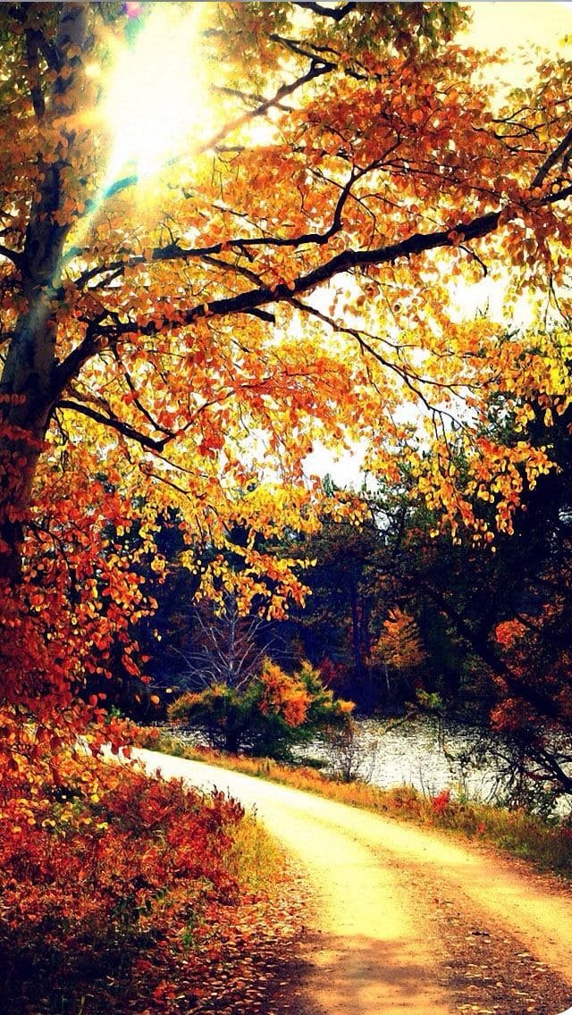 Autumn lake and trees wallpaper 4k