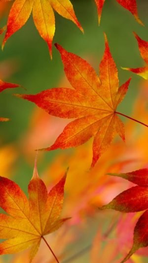 Beautiful Fall leaves