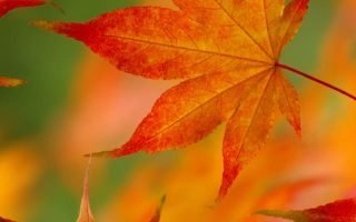 Beautiful Fall leaves