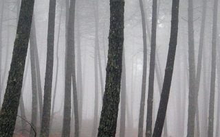 Beautiful mist fall wallpaper for iPhone