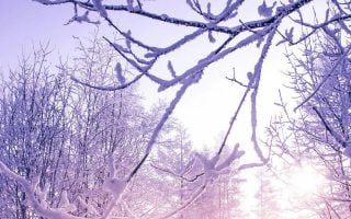 Beautiful snow iPhone Wallpaper