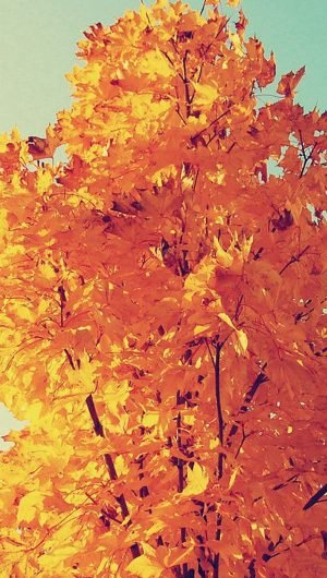 Colorful Autumn Tree Leaves iPhone 5s Background