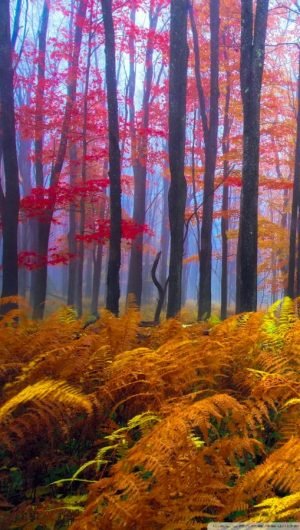 Colorful Autumn Trees iPhone Background