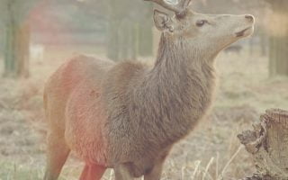 Deer Fall autumn iphone wallpaper