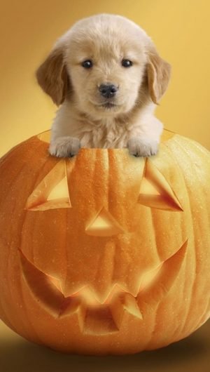 Dog Ready For Halloween jack lantern decor and golden retriever puppy