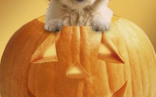 Dog Ready For Halloween jack lantern decor and golden retriever puppy