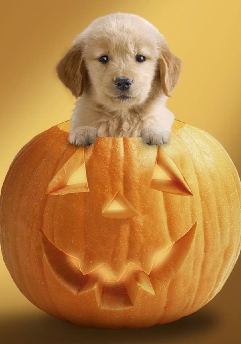 Dog Ready For Halloween jack lantern decor and golden retriever puppy