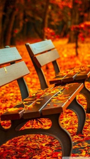 Download Fall Autumn Bench Background