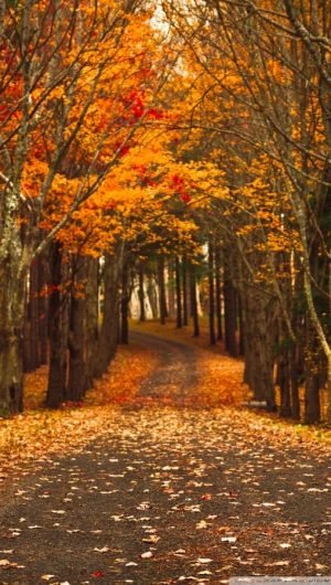 Download Late Autumn Background For Free