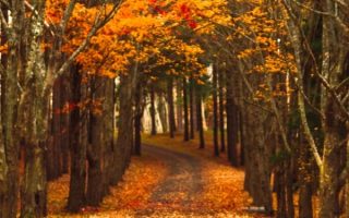 Download Late Autumn Background For Free