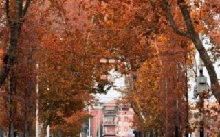 Empty Street With Orange Trees wallpaper phone