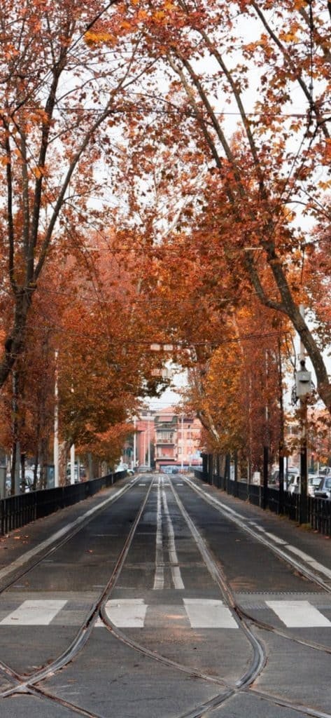 Empty Street With Orange Trees wallpaper phone