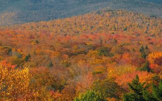 Fall Forest Wood Nature Red Yellow Vignette iphone wallpaper