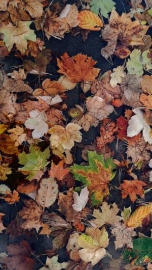Fall Leaves on the Ground wallpaper