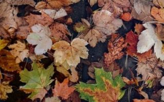 Fall Leaves on the Ground wallpaper