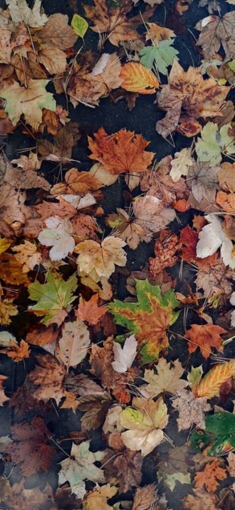 Fall Leaves on the Ground wallpaper