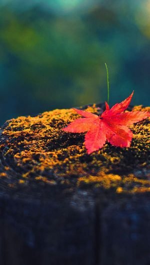 Fall Red Maple Leaf On Wood iPhone 5s Background