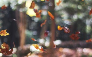 Fall autumn iphone wallpaper