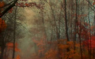 Fall iPhone HD wallpaper