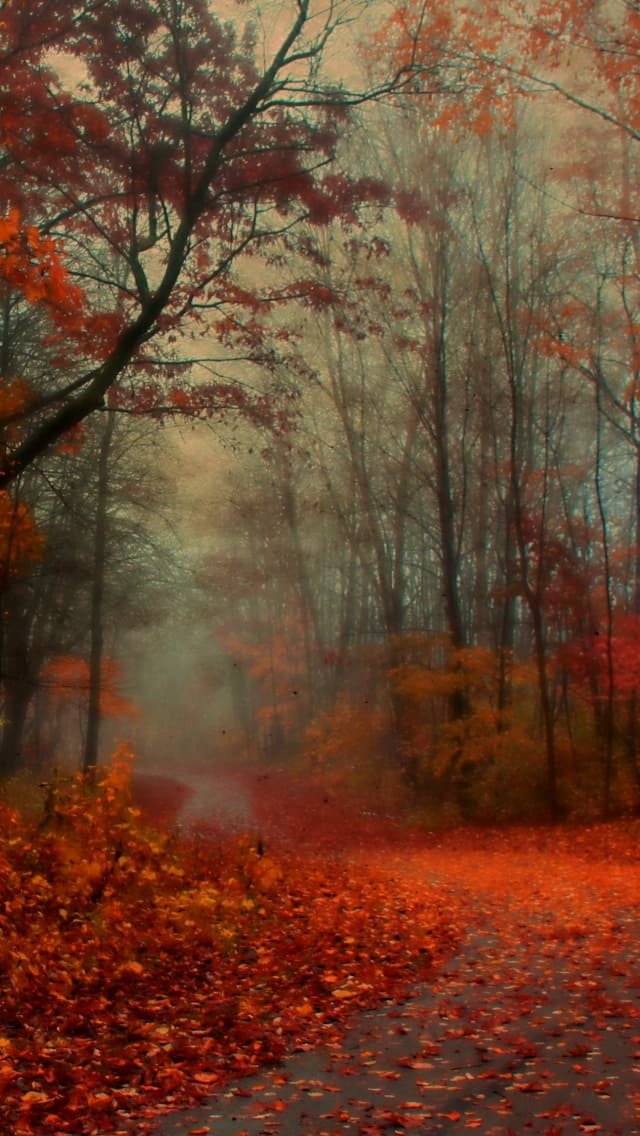 Fall iPhone HD wallpaper